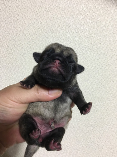 パグの子犬　ブリーダー 子犬専門　AngelWan 横浜