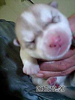 シベリアンハスキーの子犬　ブリーダー 子犬専門　AngelWan 横浜