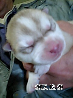 シベリアンハスキーの子犬　ブリーダー 子犬専門　AngelWan 横浜