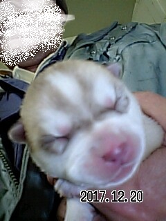 シベリアンハスキーの子犬　ブリーダー 子犬専門　AngelWan 横浜