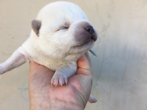 柴犬の子犬　ブリーダー 子犬専門　AngelWan 横浜