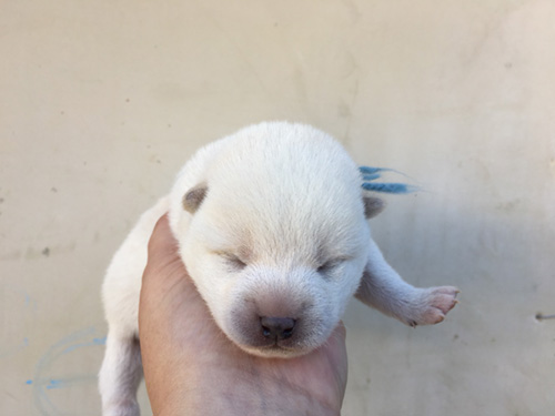 柴犬の子犬　ブリーダー 子犬専門　AngelWan 横浜