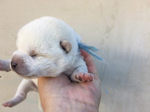 柴犬の子犬　ブリーダー 子犬専門　AngelWan 横浜