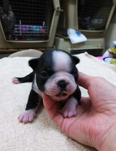  ボストンテリアの子犬　ブリーダー 子犬専門　AngelWan 横浜