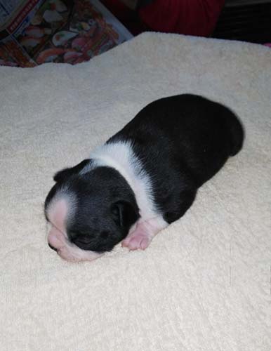  ボストンテリアの子犬　ブリーダー 子犬専門　AngelWan 横浜