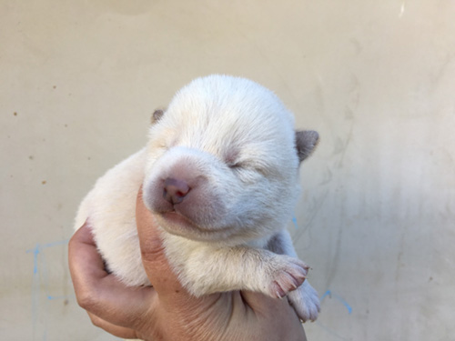 柴犬の子犬 ブリーダー 子犬専門 AngelWan 横浜