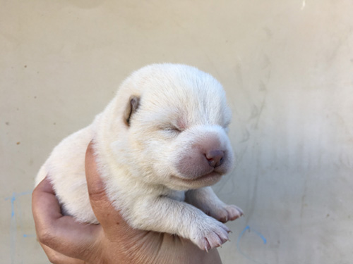 柴犬の子犬 ブリーダー 子犬専門 AngelWan 横浜