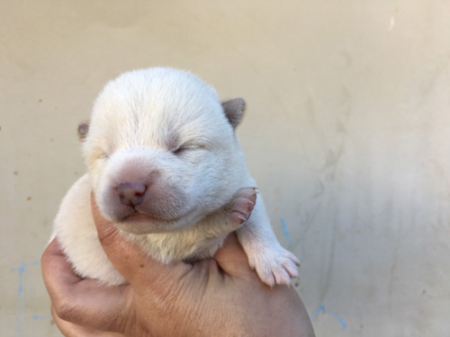 柴犬の子犬 ブリーダー 子犬専門 AngelWan 横浜