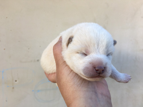 柴犬の子犬 ブリーダー 子犬専門 AngelWan 横浜
