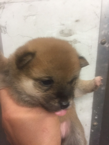 柴犬の子犬　ブリーダー 子犬専門　AngelWan 横浜