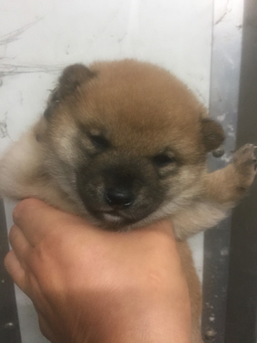 柴犬の子犬　ブリーダー 子犬専門　AngelWan 横浜