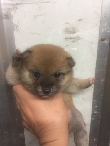 柴犬の子犬　ブリーダー 子犬専門　AngelWan 横浜