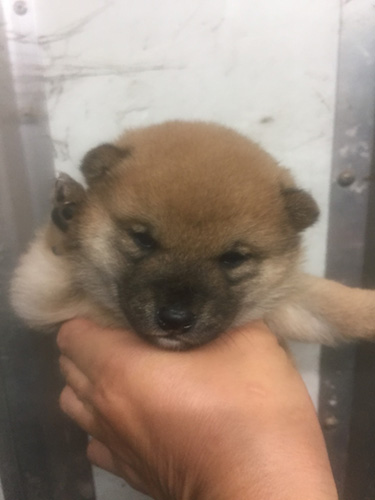 柴犬の子犬　ブリーダー 子犬専門　AngelWan 横浜