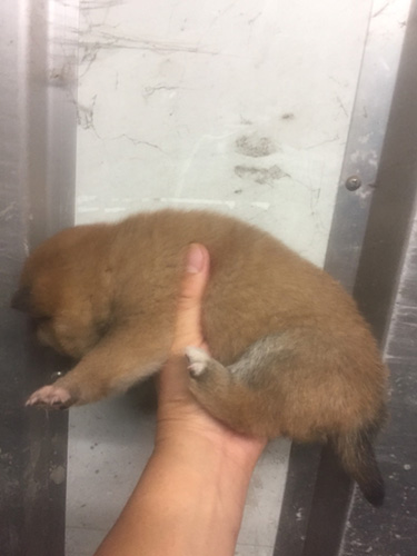 柴犬の子犬　ブリーダー 子犬専門　AngelWan 横浜