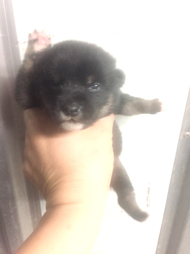 豆柴の子犬　ブリーダー 子犬専門　AngelWan 横浜