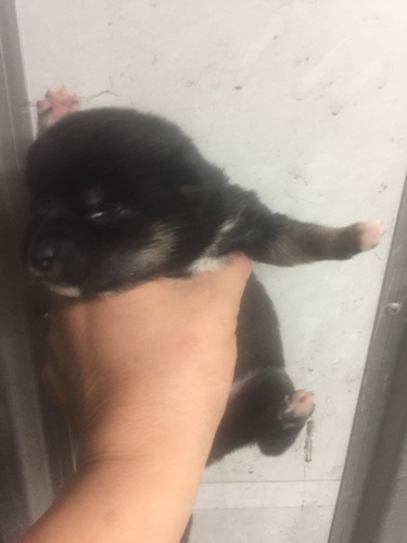 豆柴の子犬　ブリーダー 子犬専門　AngelWan 横浜