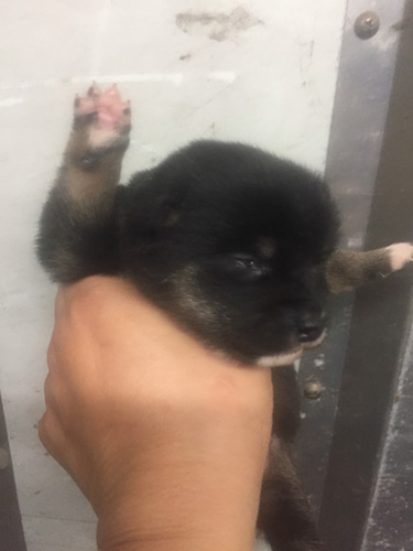 豆柴の子犬　ブリーダー 子犬専門　AngelWan 横浜