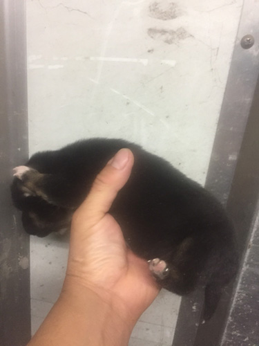 豆柴の子犬　ブリーダー 子犬専門　AngelWan 横浜