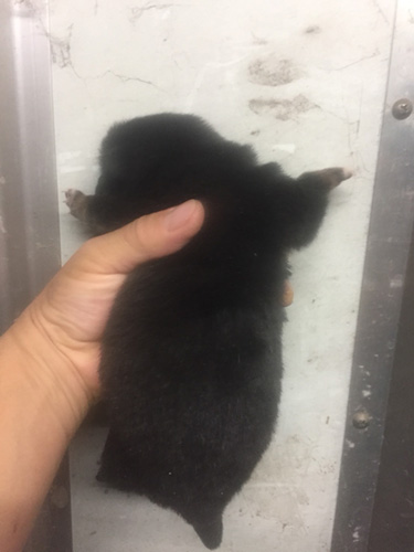 豆柴の子犬　ブリーダー 子犬専門　AngelWan 横浜