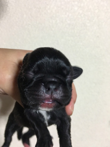 パグの子犬　ブリーダー 子犬専門　AngelWan 横浜