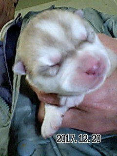 シベリアンハスキーの子犬　ブリーダー 子犬専門　AngelWan 横浜
