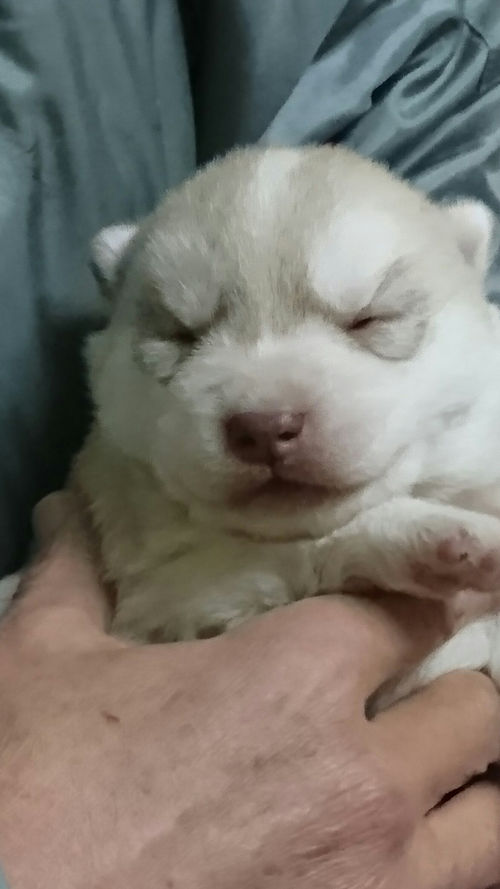 シベリアンハスキー　子犬写真　ブリーダー