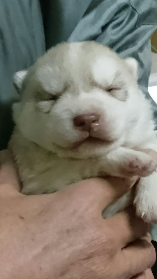 husky　ブリーダー直販　飼いたい