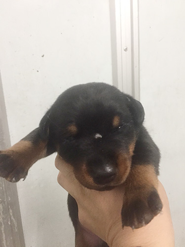 ドーベルマンの子犬　ブリーダー 子犬専門　AngelWan 横浜