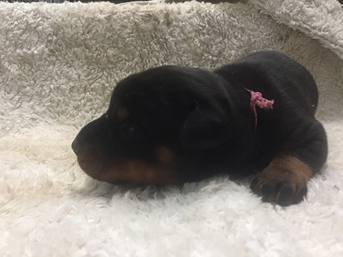 ドーベルマンの子犬　ブリーダー 子犬専門　AngelWan 横浜