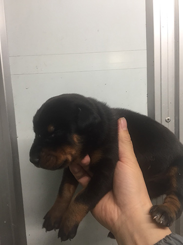 ドーベルマンの子犬　ブリーダー 子犬専門　AngelWan 横浜