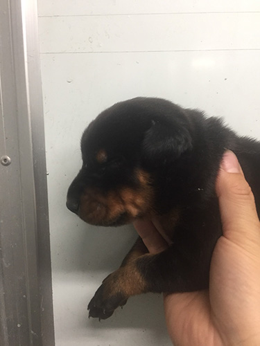 ドーベルマンの子犬　ブリーダー 子犬専門　AngelWan 横浜