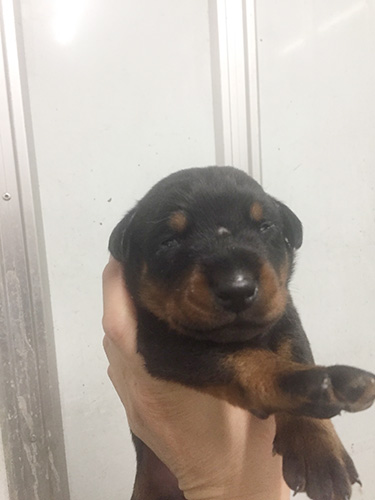 ドーベルマンの子犬　ブリーダー 子犬専門　AngelWan 横浜