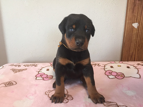 ドーベルマンの子犬　ブリーダー 子犬専門　AngelWan 横浜