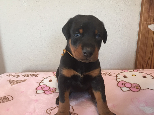 ドーベルマンの子犬　ブリーダー 子犬専門　AngelWan 横浜