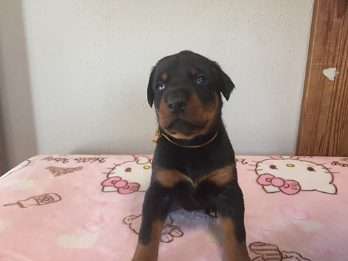 ドーベルマンの子犬　ブリーダー 子犬専門　AngelWan 横浜