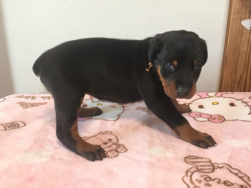 ドーベルマンの子犬　ブリーダー 子犬専門　AngelWan 横浜