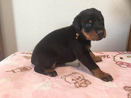 ドーベルマンの子犬　ブリーダー 子犬専門　AngelWan 横浜