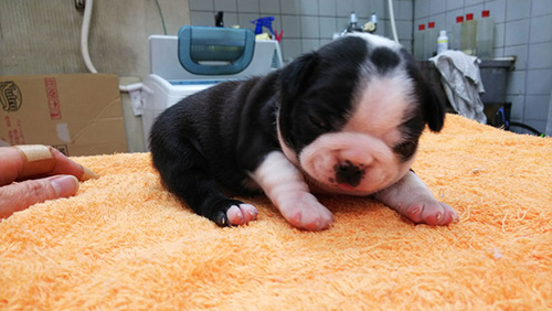 ボストンテリアの子犬　ブリーダー 子犬専門　AngelWan 横浜