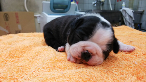 ボストンテリアの子犬　ブリーダー 子犬専門　AngelWan 横浜