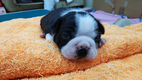 ボストンテリアの子犬　ブリーダー 子犬専門　AngelWan 横浜