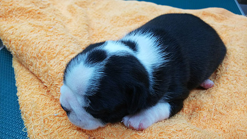 ボストンテリアの子犬　ブリーダー 子犬専門　AngelWan 横浜