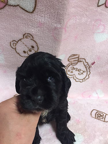 イングリッシュコッカースパニエル　ブリーダー 子犬専門　AngelWan 横浜