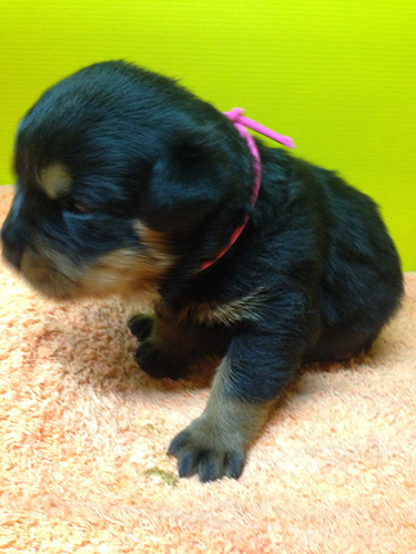 ロットワイラーの子犬　ブリーダー 子犬専門　AngelWan 横浜