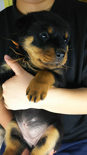ロットワイラーの子犬　ブリーダー 子犬専門　AngelWan 横浜