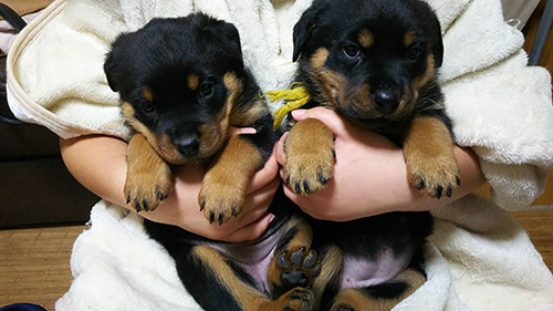 ロットワイラーの子犬　ブリーダー 子犬専門　AngelWan 横浜