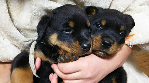 ロットワイラーの子犬　ブリーダー 子犬専門　AngelWan 横浜