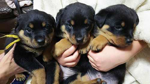 ロットワイラーの子犬　ブリーダー 子犬専門　AngelWan 横浜