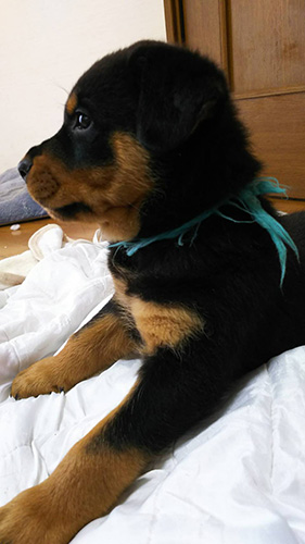 ロットワイラーの子犬　ブリーダー 子犬専門　AngelWan 横浜