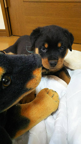 ロットワイラーの子犬　ブリーダー 子犬専門　AngelWan 横浜