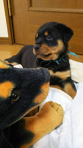 ロットワイラーの子犬　ブリーダー 子犬専門　AngelWan 横浜